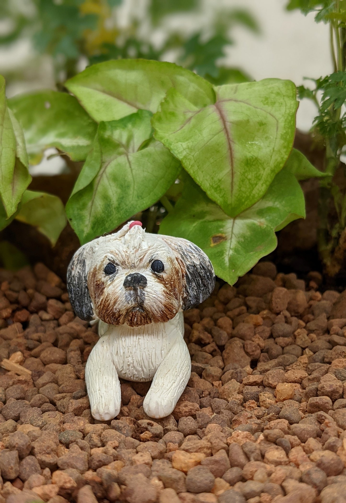 Miniature Shitzu Dog